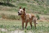BOUVIER AUSTRALIEN 326